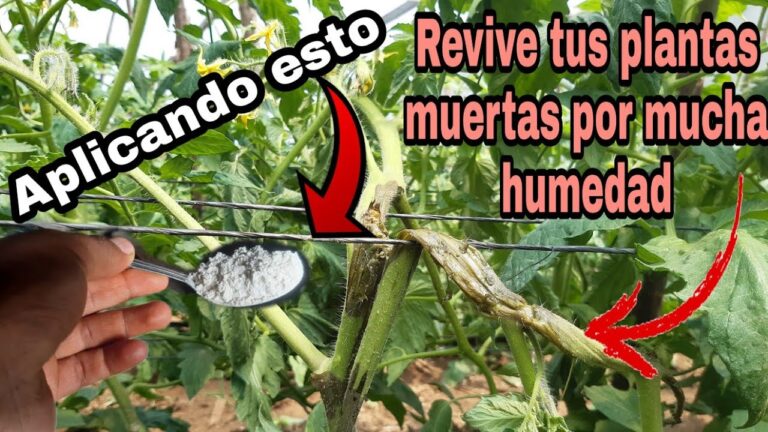 Consecuencias devastadoras de la humedad excesiva en las plantas