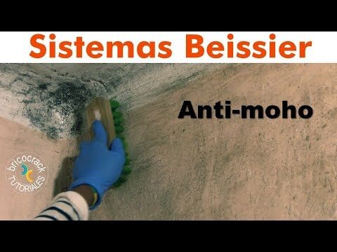 Tratamientos anti-moho: prevención efectiva